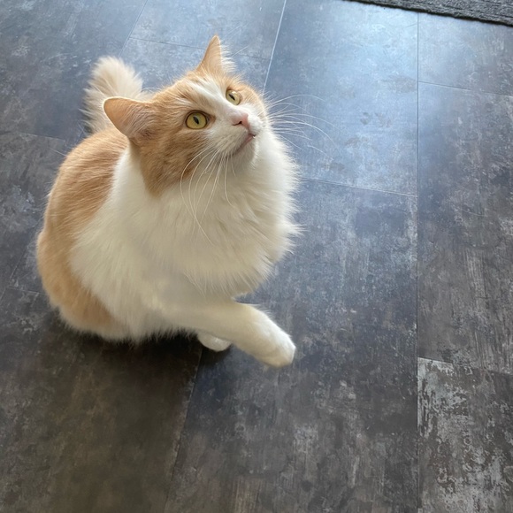 Meet your Posher, Jennifer - Picture 1 of 1